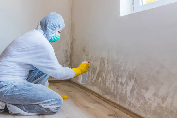 Licensed Basement Mold Remediation service in Rineyville, KY - WQB Mold Removal
