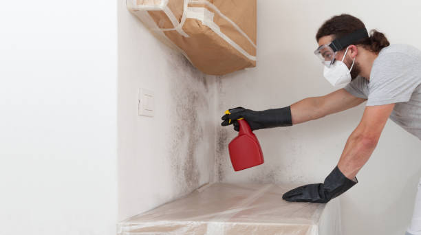 Professional Basement Mold Remediation technician working in Rineyville, KY