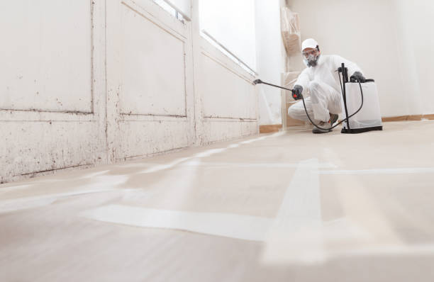 24/7 Emergency Basement Mold Remediation experts in Rineyville, KY