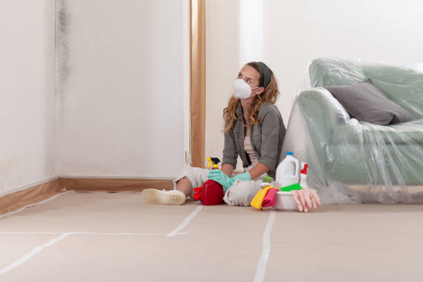 Reliable Basement Mold Remediation contractor in Rineyville, KY by WQB Mold Removal