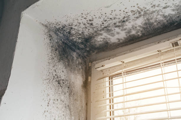 Affordable Basement Mold Remediation solutions in Rineyville, KY